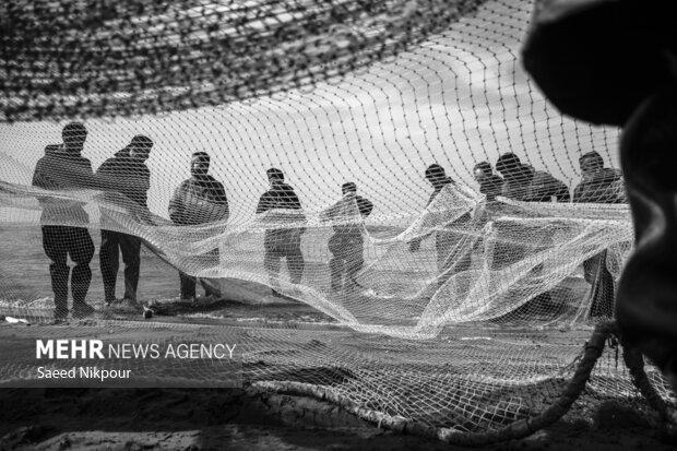 داداش پور: ۵۷۵ تُن انواع ماهیان استخوانی در گیلان صید شد