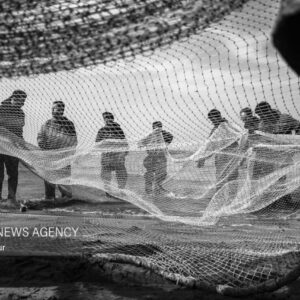 داداش پور: ۵۷۵ تُن انواع ماهیان استخوانی در گیلان صید شد