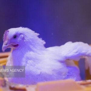 کامیونت حامل ۴ تن مرغ قاچاق در توقیف پلیس هرمزگان