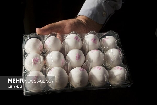 پیش‌بینی قیمت تخم‌مرغ، از هر شانه ۳۶۰۰۰۰ تا ۴۲۰۰۰۰ تومان