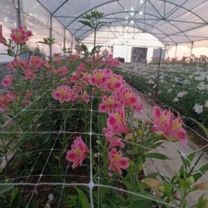 شهریار؛ از باغ‌های سنتی تا گلخانه‌های مدرن در غرب تهران