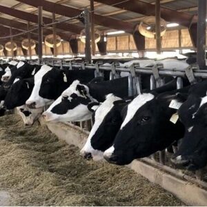 نگهدار: مازندران در جمع استان‌های پیشرو پرواربندی دام قرار گرفت