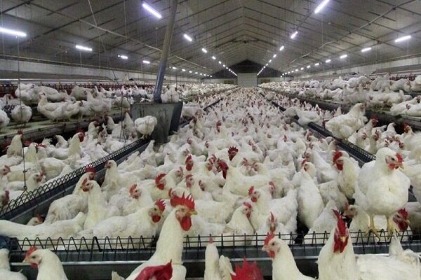 خرسندی: تولید گوشت مرغ در مراغه ۱۰ درصد افزایش یافت