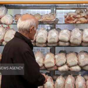 توان بالای تولید، ظرفیت ناقص کشتار؛ معمای بازار مرغ ایلام