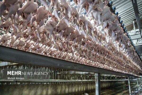 استان تولیدکننده‌ای که واردکننده شد؛ چرخه‌ معکوس مرغ در ایلام