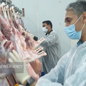 واکنش دامپزشکی گناوه به تعطیلی کشتارگاه سنتی دام