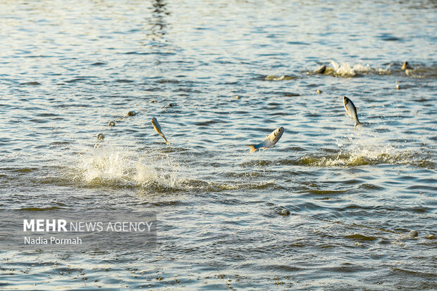 ۳۷۰۰ تن گوشت ماهی در خراسان جنوبی تولید شد