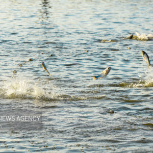 ۳۷۰۰ تن گوشت ماهی در خراسان جنوبی تولید شد