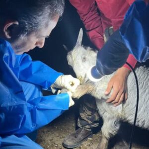 بیماری‌یابی دام در مناطق عشایرنشین «بن‌بید» دشتی انجام شد