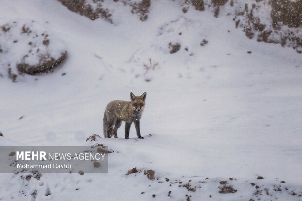 بارش برف و کولاک شدید در اردبیل