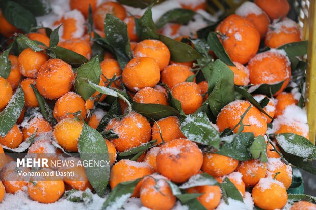 بارش برف و کولاک شدید در اردبیل