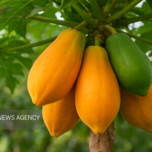 اینفوگرافیک؛ پاپایا میوه با ارزش جنوب سیستان و بلوچستان