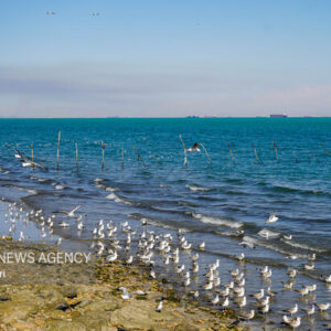 وضعیت جوی و دریایی استان بوشهر آرام است