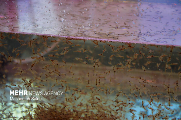 نمایشگاه تخصصی صنایع دریایی بندرعباس