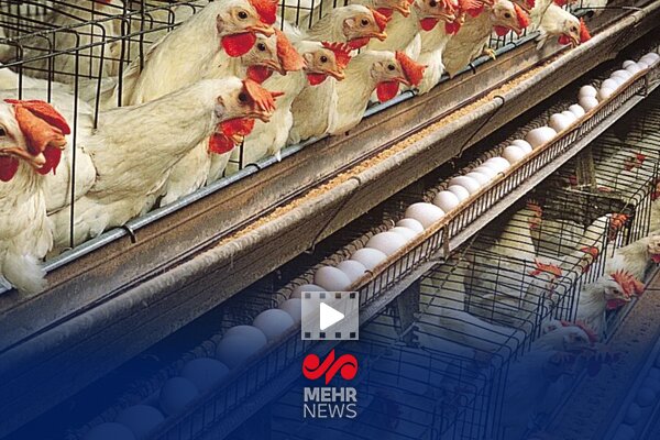 روند افزایشی تولید مرغ و تخم مرغ، گوشت قرمز و شیر