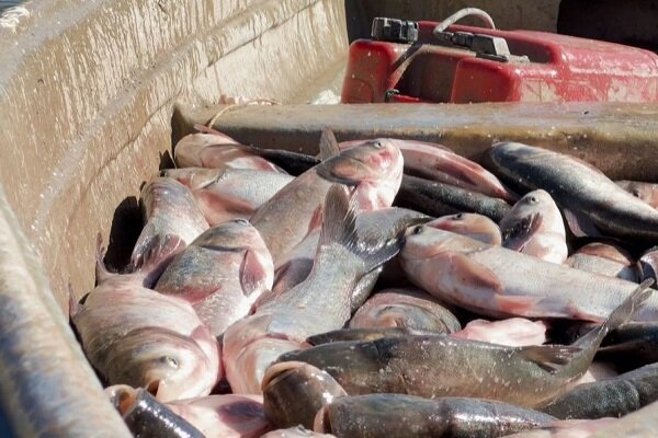 صید ماهی از منابع آبی و سدهای شهرستان مهرستان