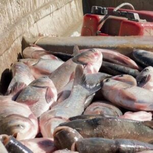 صید ماهی از منابع آبی و سدهای شهرستان مهرستان