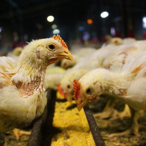 بهره‌برداری از واحد پرورش مرغ گوشتی ۴۷ هزار قطعه‌ای در سیریک