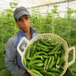 ۴۸ درصد تولید خیار گلخانه‌ای کشور در استان تهران انجام می‌شود