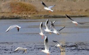 کاهش منابع آبی عامل احتمالی افت جمعیت پرندگان مهاجر در خوزستان