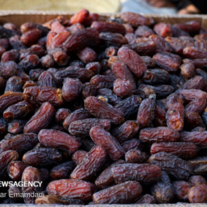 آغاز توزیع ۷۰ تن خرما در خراسان رضوی