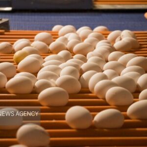 قیمت انواع تخم مرغ در میادین میوه و تره بار تهران اعلام شد