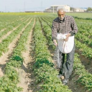 عمرانی : ۱۹هزار تن انواع کودهای کشاورزی در استان بوشهر توزیع شد