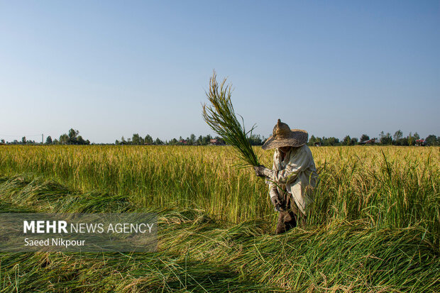 جهش تولید در شالیزارها آغاز شد