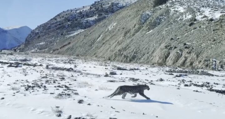 پلنگ گرسنه ۲ نفر را در سوادکوه راهی بیمارستان کرد