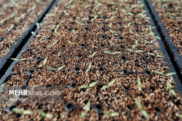 ۳۶ هکتار از مزارع بهشهر زیر کشت سیاهدانه رفت