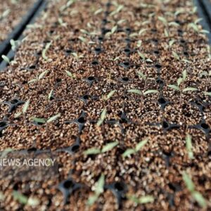 ۳۶ هکتار از مزارع بهشهر زیر کشت سیاهدانه رفت