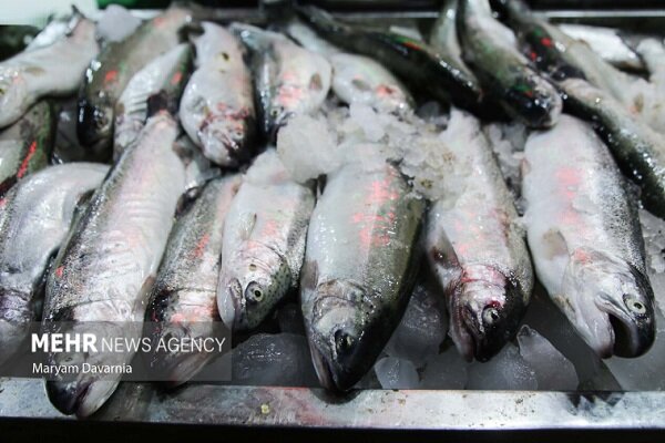 لطفی: سالانه ۲۰ هزار تن انواع آبزیان در آذربایجان غربی تولید می شود