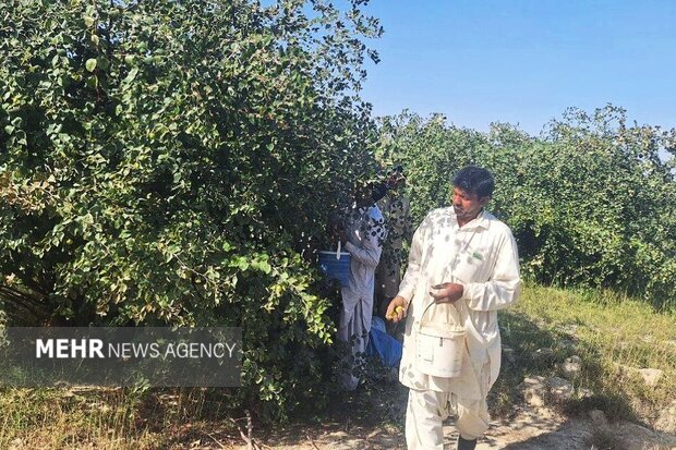 آغاز برداشت کُنار از باغات شهرستان دشتیاری