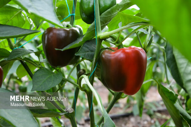 افتتاح و کلنگ‌زنی پروژه‌های شهرستان میناب و رودان در دهه فجر