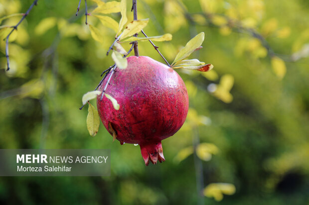 بیستم بهمن‌ماه؛ روز چهارمحال و بختیاری