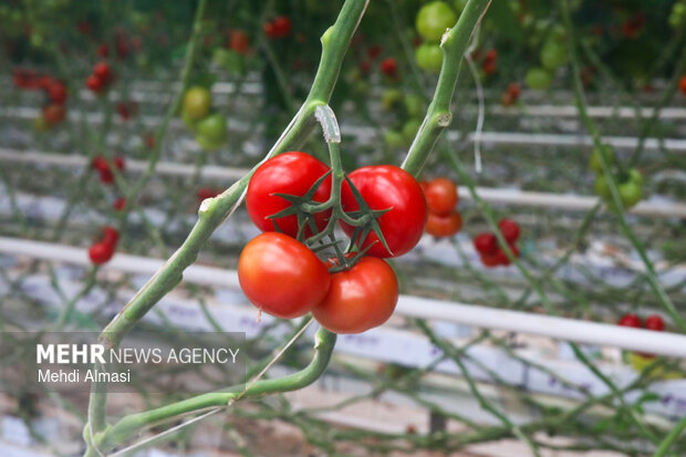 سفر وزیر جهاد کشاورزی به زنجان
