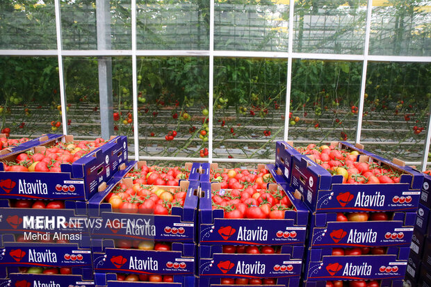 سفر وزیر جهاد کشاورزی به زنجان