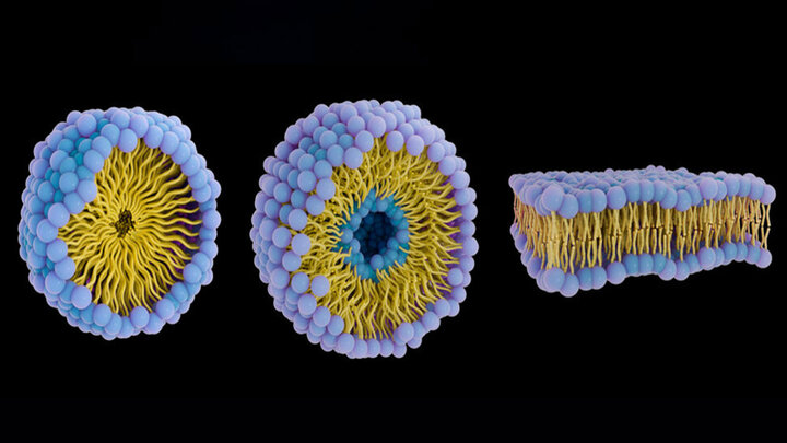 زیردریایی‌های پروتئینی علیه سرطان؛ دارورسانی هوشمند بدون عوارض گسترده