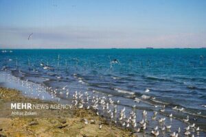 سواحل و فراساحل شمالی و مرکزی استان بوشهر مواج است